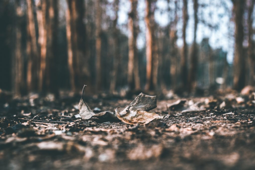 dead leaves in a forest