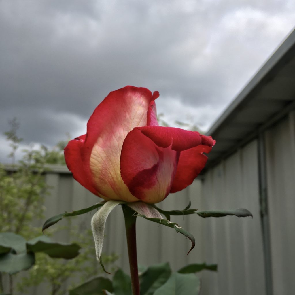A rose set against a cloudy sky and grey colourbond fence