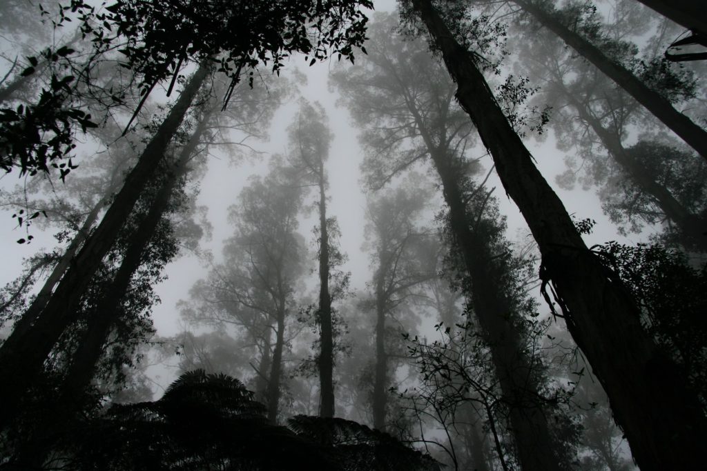 black-and-white spooky forest