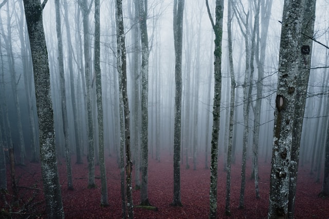 A bare forest shrouded in fog