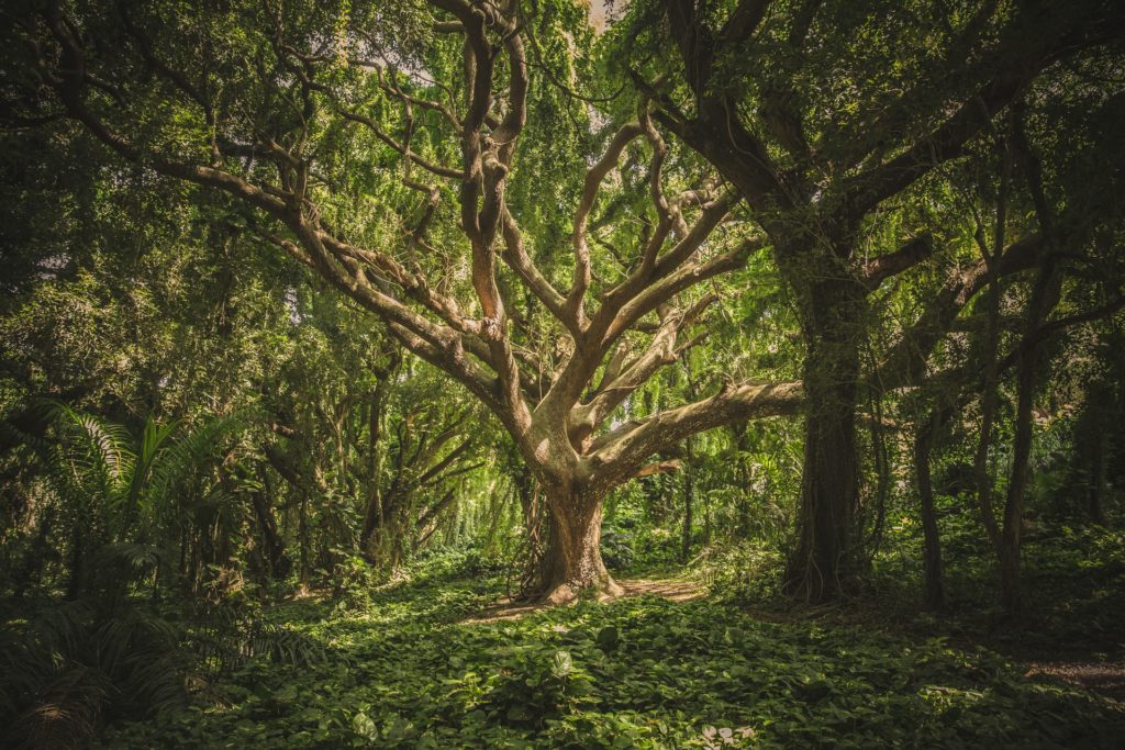 A tree in a clearing