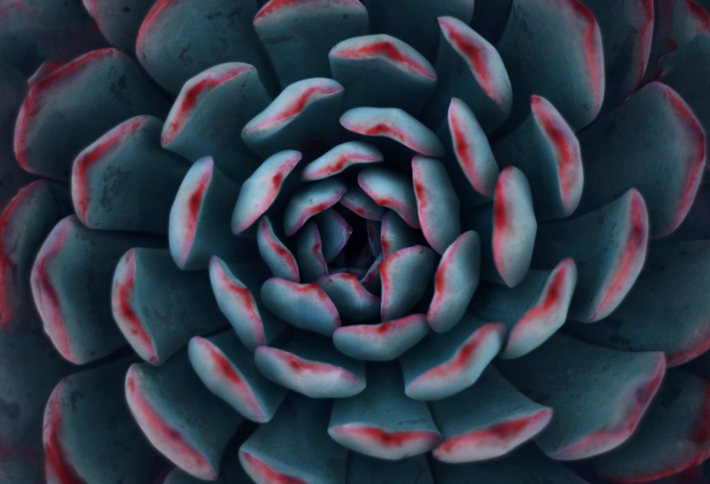 a succulent viewed from the top down
