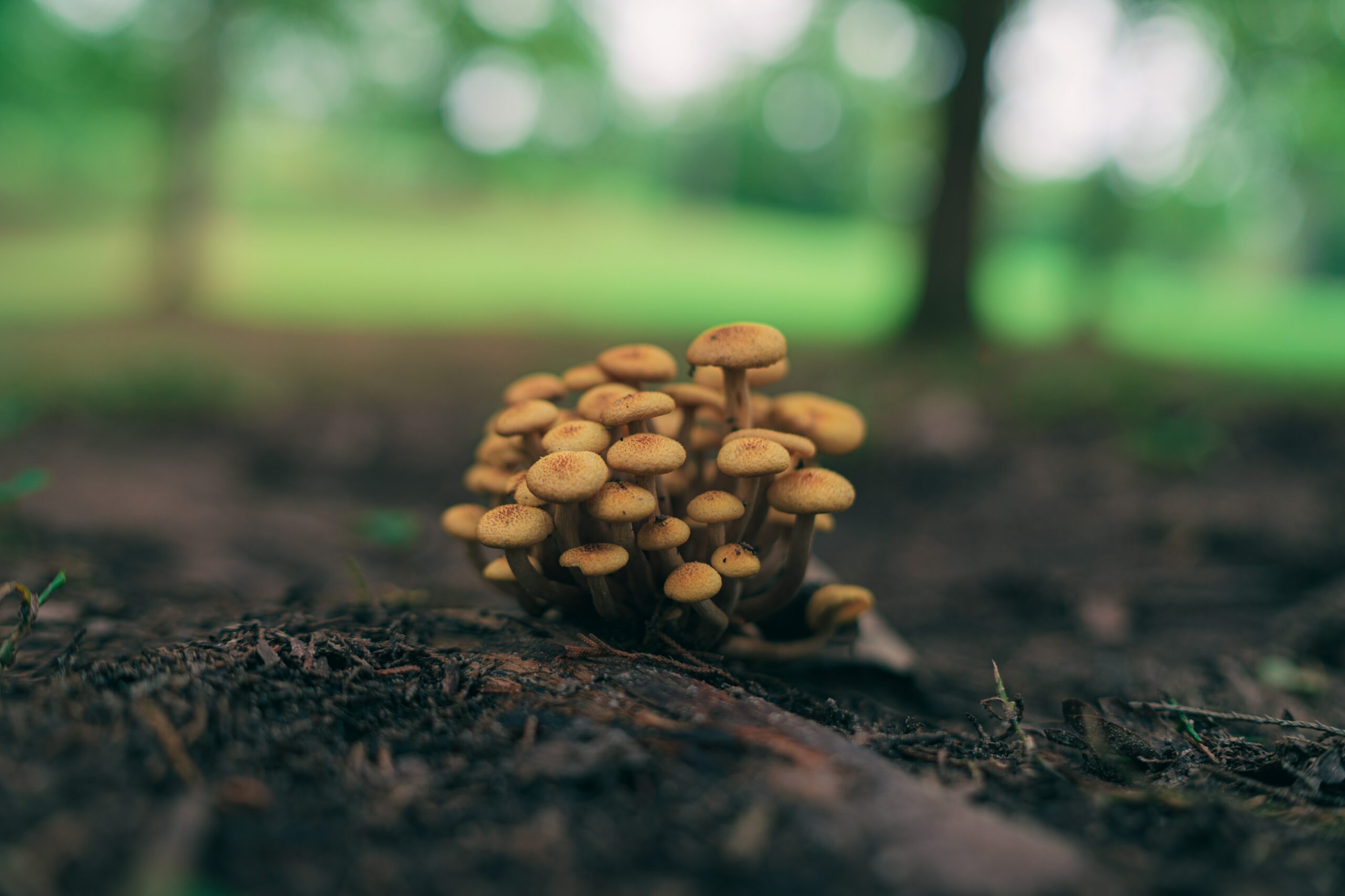 clump of mushrooms on a log