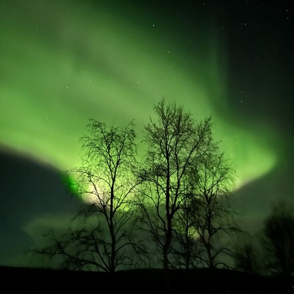 Aurora borealis, bright green, behind a pair of thinly-leaved trees